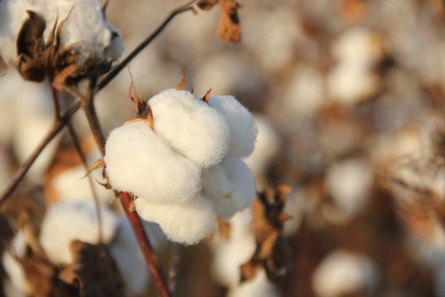 How To Spot Low quality cotton?